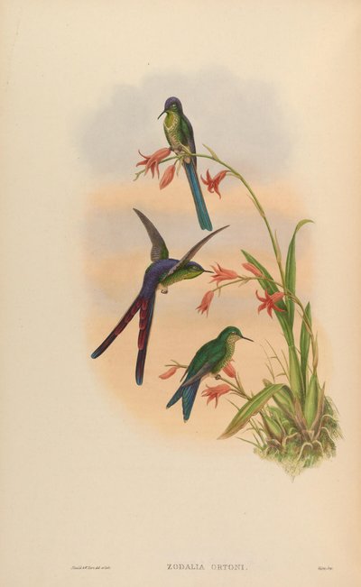 Zodalia ortoni = Lesbia victoriae by John Gould